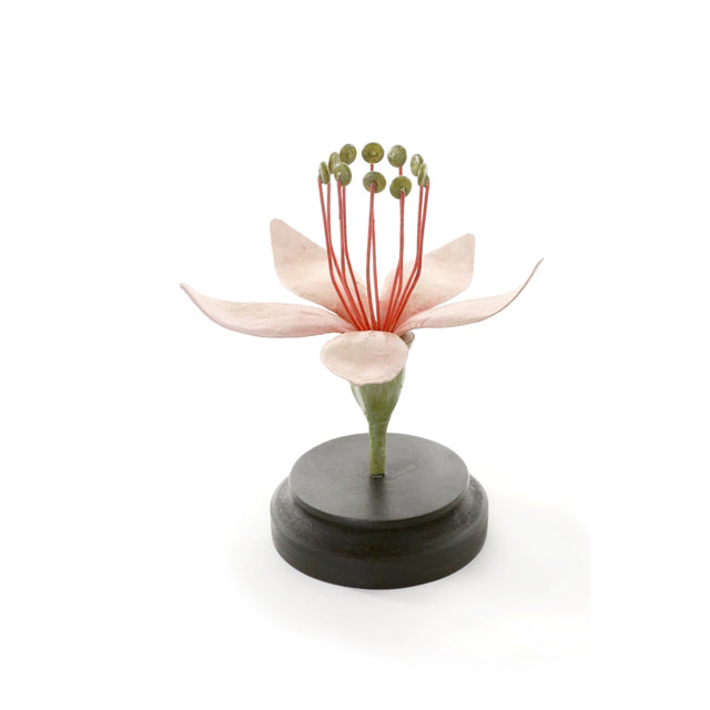 Botanical Model Flower